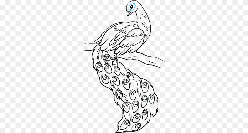 How To Draw Peacock Drawing Of Peacock Bird, Animal, Sea Life, Adult, Bride Free Transparent Png
