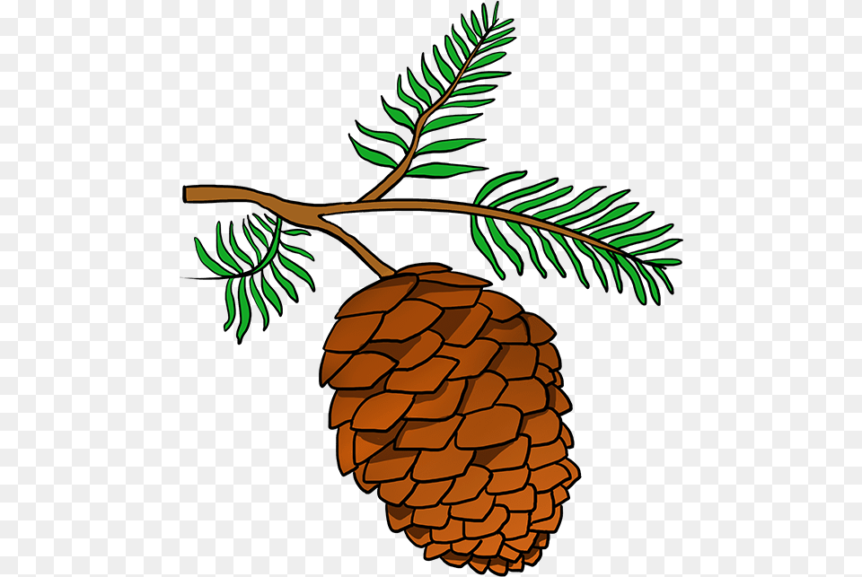 How To Draw Pinecone Pine Cone Drawing Easy, Conifer, Larch, Plant, Tree Free Png