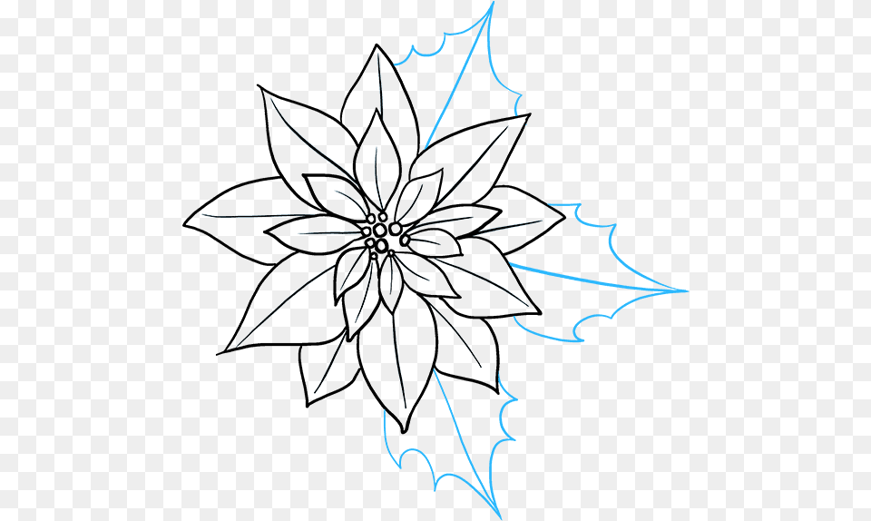 How To Draw Poinsettia Poinsettia Drawing, Leaf, Plant, Pattern, Outdoors Free Png