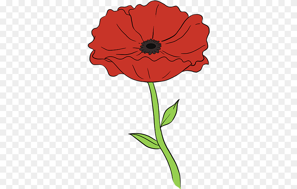How To Draw Poppy Step How To Draw Flowers, Flower, Plant, Petal, Anemone Png Image