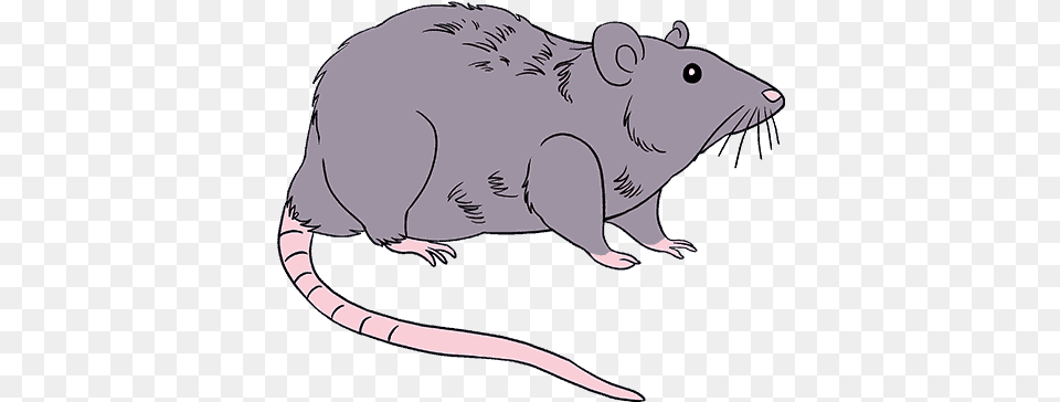 How To Draw Rat Rat, Animal, Mammal, Rodent, Pig Png Image