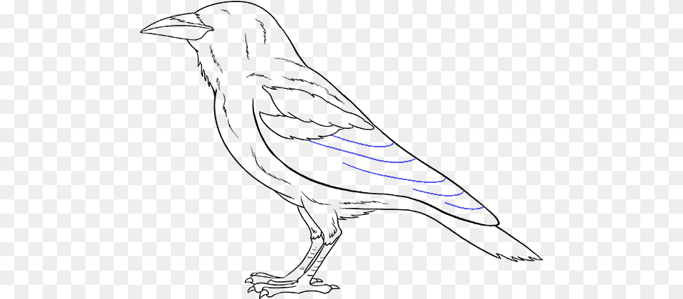 How To Draw Raven Drawing, Text, Handwriting Png