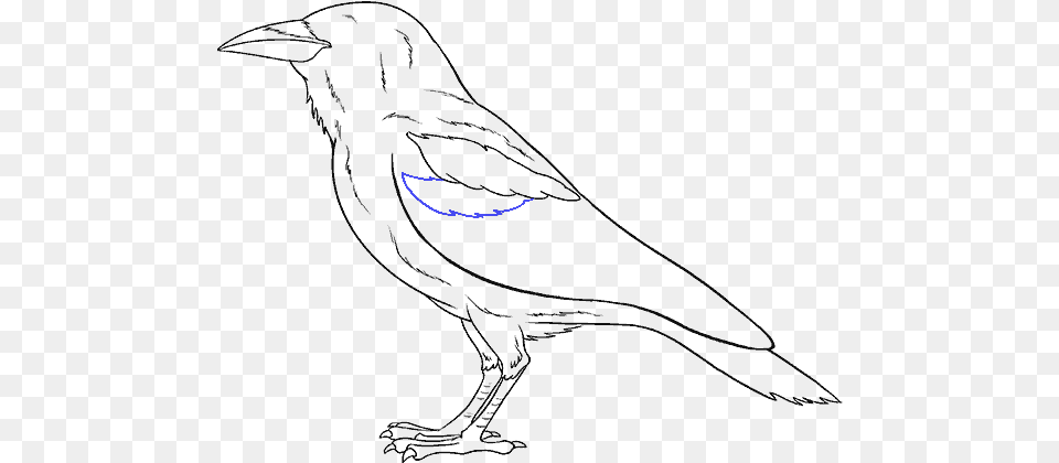 How To Draw Raven Drawing, Astronomy, Moon, Nature, Night Free Png