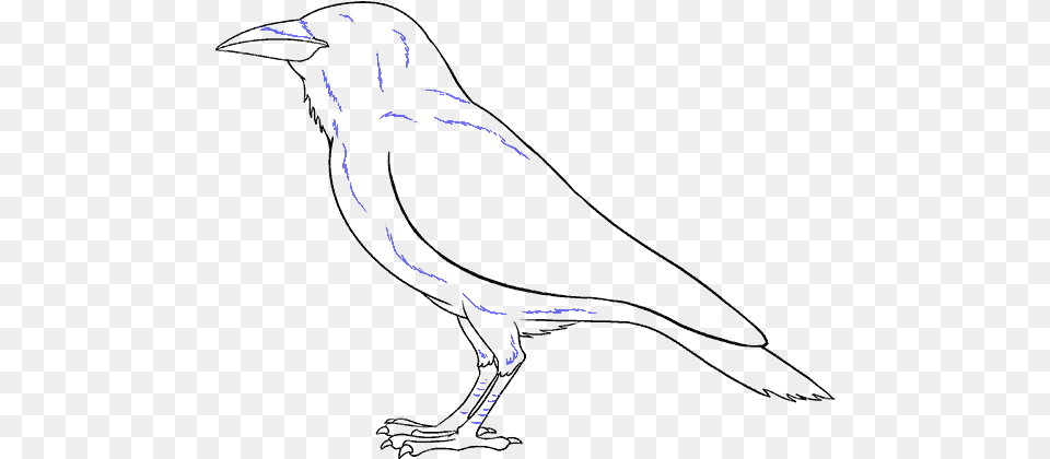 How To Draw Raven Magical Drawings, Animal, Person, Bird, Crow Free Png Download