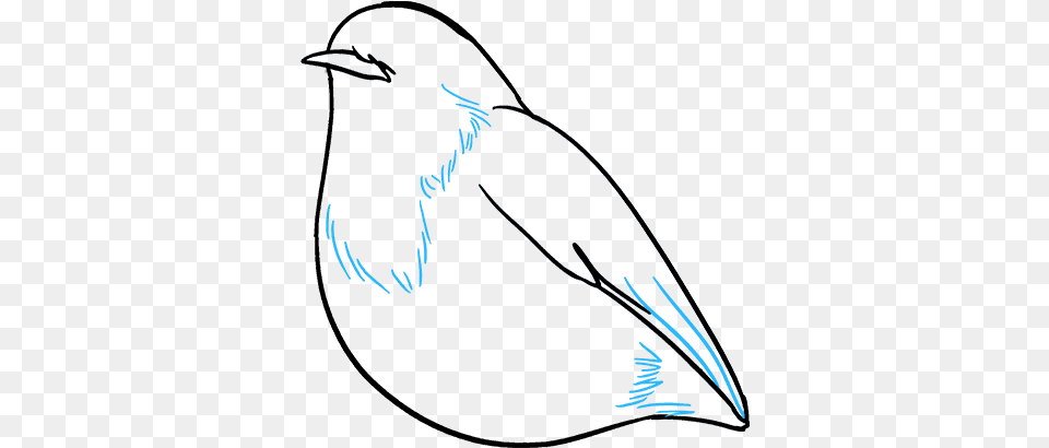 How To Draw Robin Mountain Bluebird, Animal, Bird, Jay, Sea Life Png Image