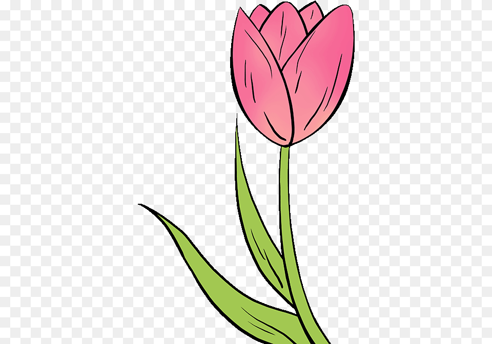 How To Draw Tulip Easy Tulip Flower Drawing, Plant, Petal Free Png Download