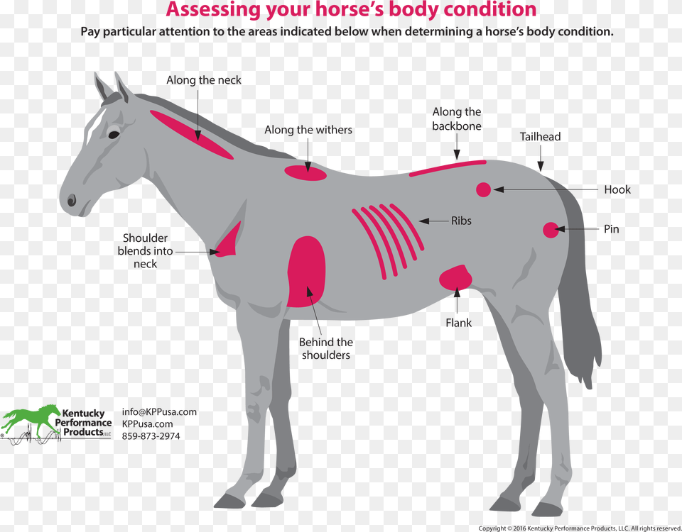 How To Evaluate Your Horses Weight Horse Flank, Animal, Mammal, Andalusian Horse, Chart Png