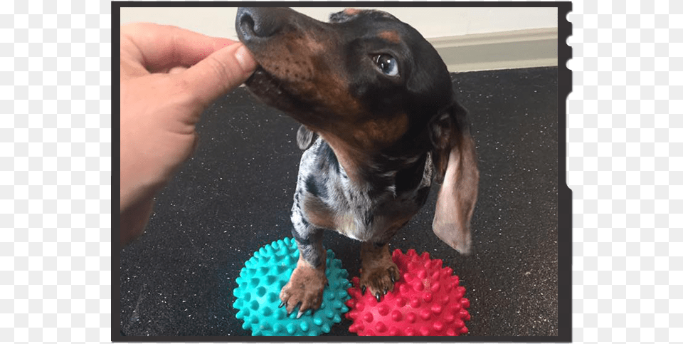 How To Exercise Your Dachshund Dachshund, Animal, Canine, Dog, Mammal Png