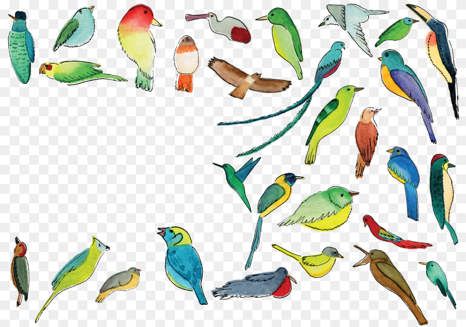 How To Find A Quetzal Like Pro Pet Birds, Animal, Bird, Parakeet, Parrot Free Png Download
