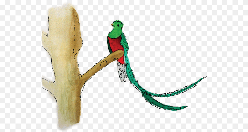 How To Find A Quetzal Like Pro Resplendent Quetzal Animal, Bird, Parakeet, Parrot Free Transparent Png