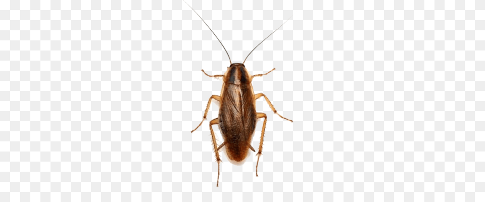 How To Get Rid Of Cockroaches And Other Bugs Bug Buster Hq, Animal, Insect, Invertebrate, Cockroach Free Png