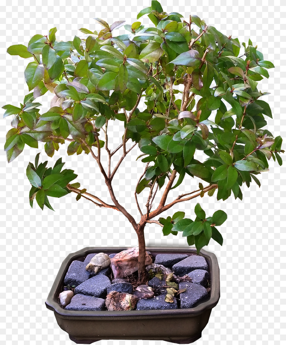 How To Grow A Bonsai Tree Bonsai, Leaf, Plant, Potted Plant Free Transparent Png