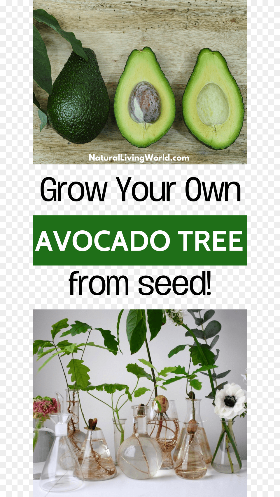 How To Grow Avocado From Seed Pit Indoors Vegetable, Food, Fruit, Plant, Produce Png