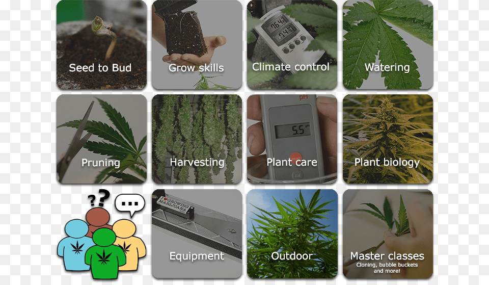 How To Grow Marijuana Learn Grow Marijuana, Plant, Weed, Hemp, Person Png Image