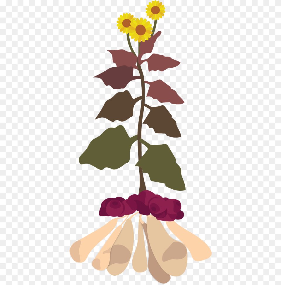How To Grow Yacon Smallanthus Sonchifolius Yacon, Plant, Petal, Flower, Art Png