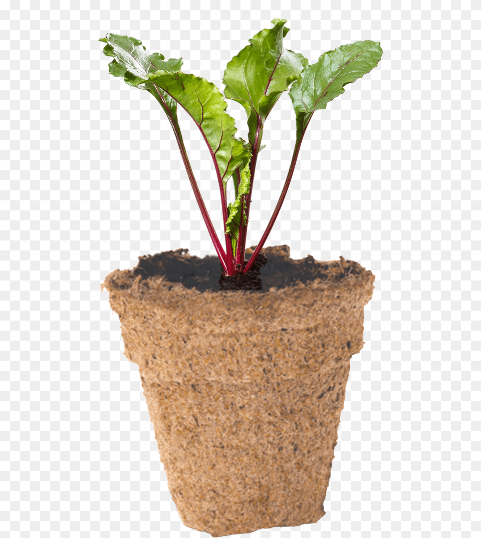 How To Grow Your Beetroot Seeds Flowerpot, Plant, Potted Plant, Soil, Food Png Image