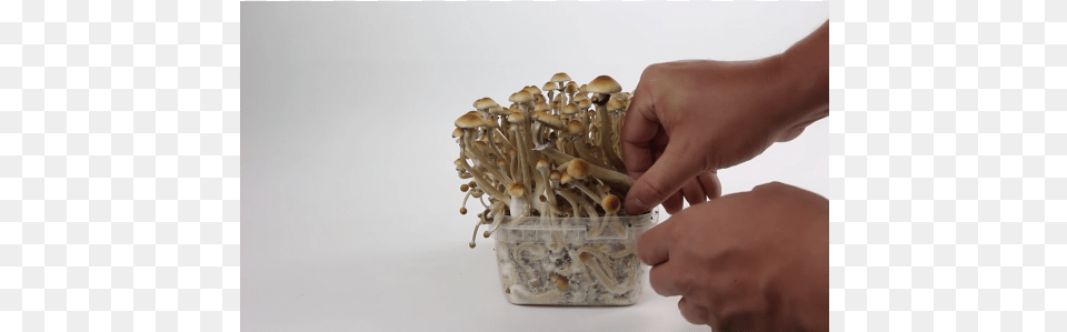 How To Harvest Your Magic Mushroom Grow Kit B Supa Gro, Body Part, Finger, Hand, Person Free Png Download