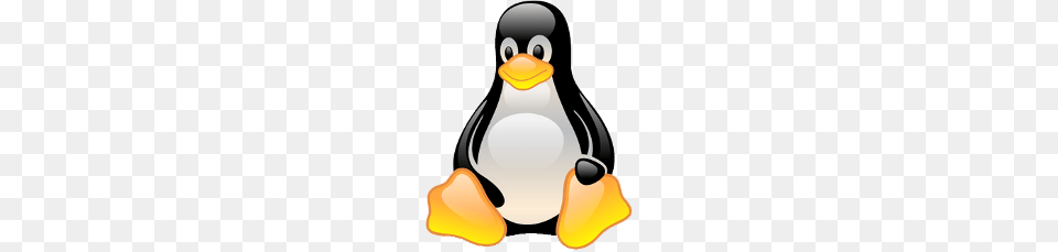 How To Hide Secret Messages In Images With Linux, Animal, Bird, Penguin, Nature Png Image