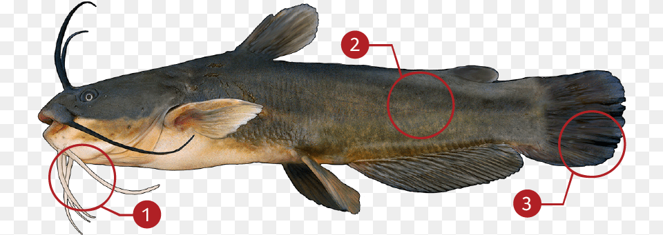 How To Identify A Yellow Bullhead Mangoor Fish, Animal, Sea Life Free Png