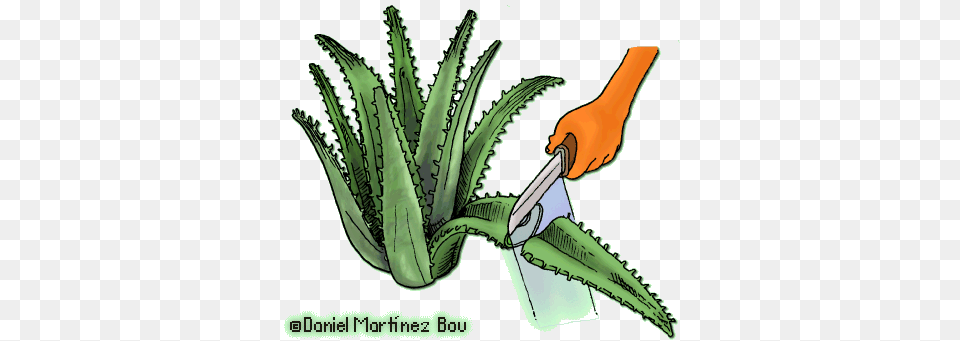 How To Make Aloe Vera Extract At Home Cortar Una Hoja De Aloe Vera, Plant Free Transparent Png