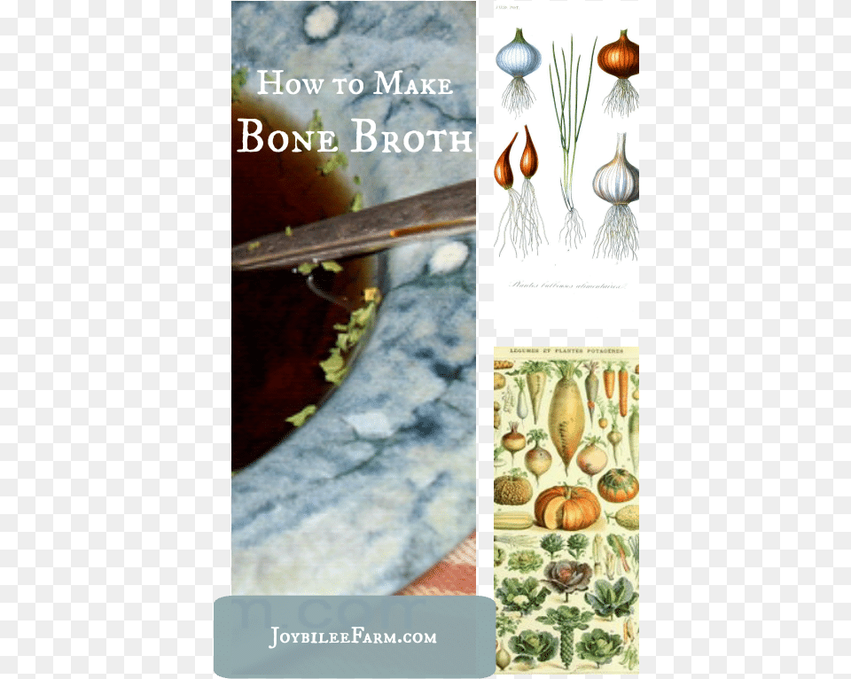 How To Make Bone Broth Joybilee Farm Shell, Cutlery, Herbal, Herbs, Plant Png Image