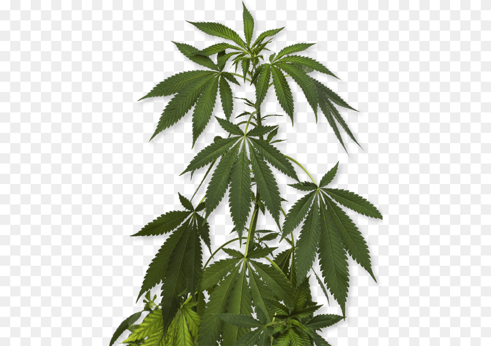 How To Order Marijuana, Hemp, Leaf, Plant, Weed Free Transparent Png