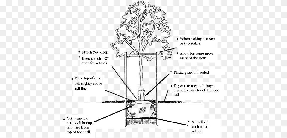 How To Plant A Tree Or Shrub Tree, Cross, Symbol, Furniture Free Png Download