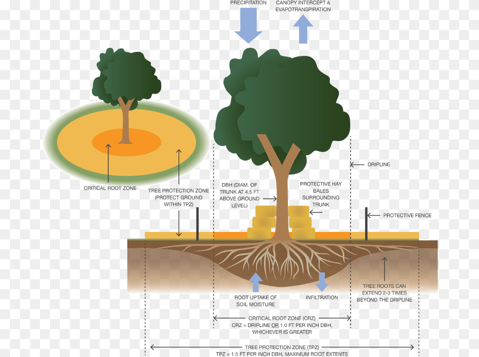 How To Protect Native Trees During Construction Tree Protection Zone Fencing, Plant, Vegetation Png Image
