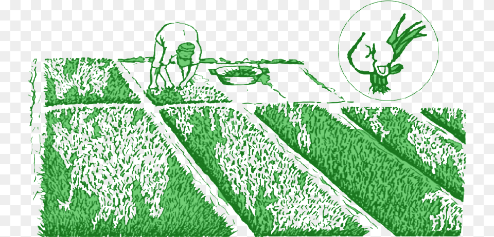 How To Pull Rice Seedlings Crop, Adult, Bride, Female, Person Png Image