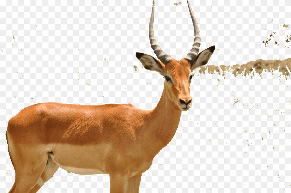 How To Set Transparent Colors In Gif Gif Studio Animal Gif Transparent Background, Antelope, Impala, Mammal, Wildlife Free Png