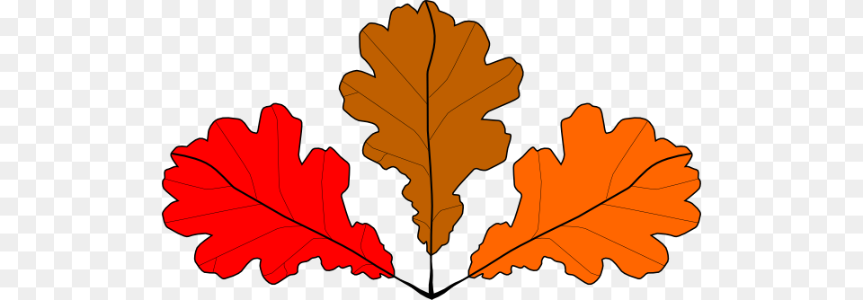 How To Set Use 3 Oak Leaves Svg Vector, Leaf, Plant, Tree, Dynamite Png