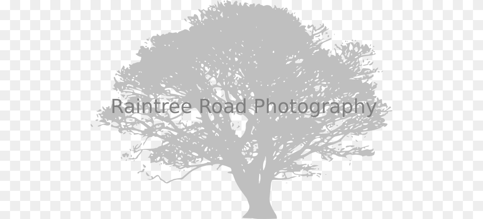 How To Set Use African Tree Clipart, Oak, Plant, Silhouette, Tree Trunk Free Png