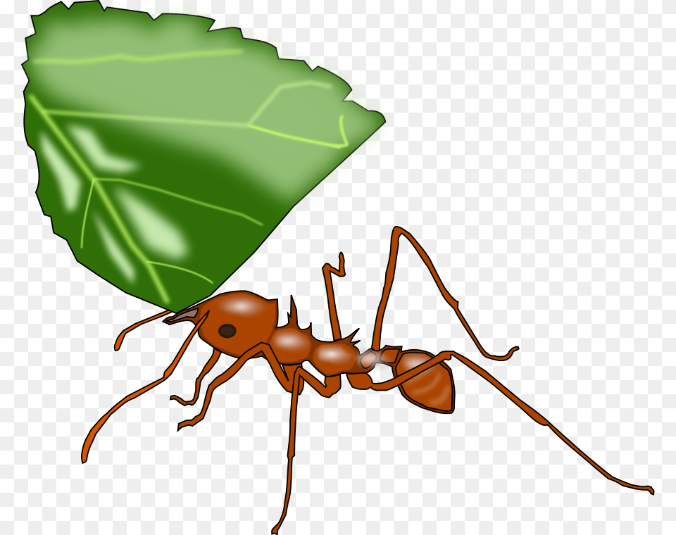 How To Set Use Atta Ant Clipart, Animal, Insect, Invertebrate Png Image