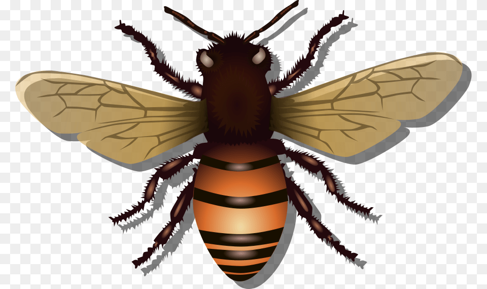 How To Set Use Bee Clipart, Animal, Honey Bee, Insect, Invertebrate Free Png