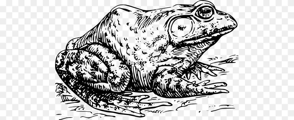 How To Set Use Bull Frog Clipart, Animal, Wildlife, Amphibian, Dinosaur Png Image
