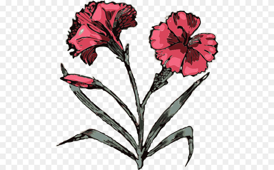 How To Set Use Carnation Illustration With Color Svg, Flower, Plant, Person Free Png Download