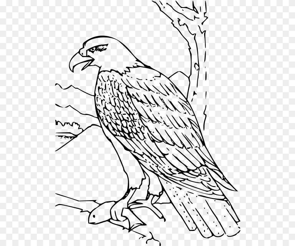 How To Set Use Coloring Book Bald Eagle Svg Vector, Gray Png Image