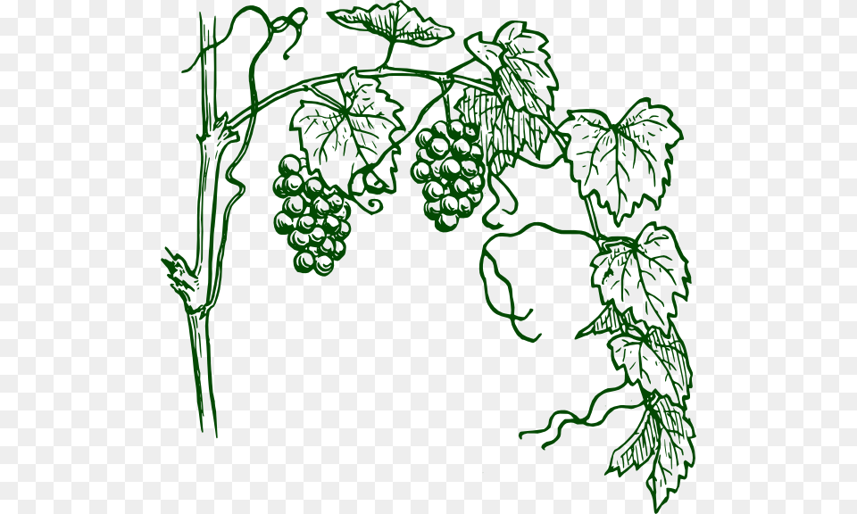 How To Set Use Green Grapevine Clipart, Plant, Vine, Food, Fruit Png