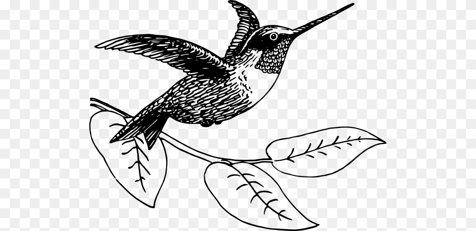 How To Set Use Hummingbird Carrying Vine Svg Vector, Animal, Bird Free Transparent Png