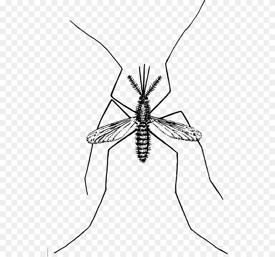 How To Set Use Mosquito Clipart, Gray Free Png
