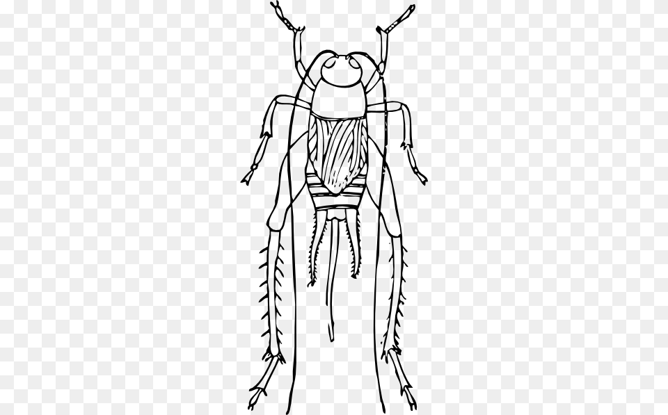 How To Set Use Outline Cricket Svg Vector, Animal, Cockroach, Insect, Invertebrate Free Png