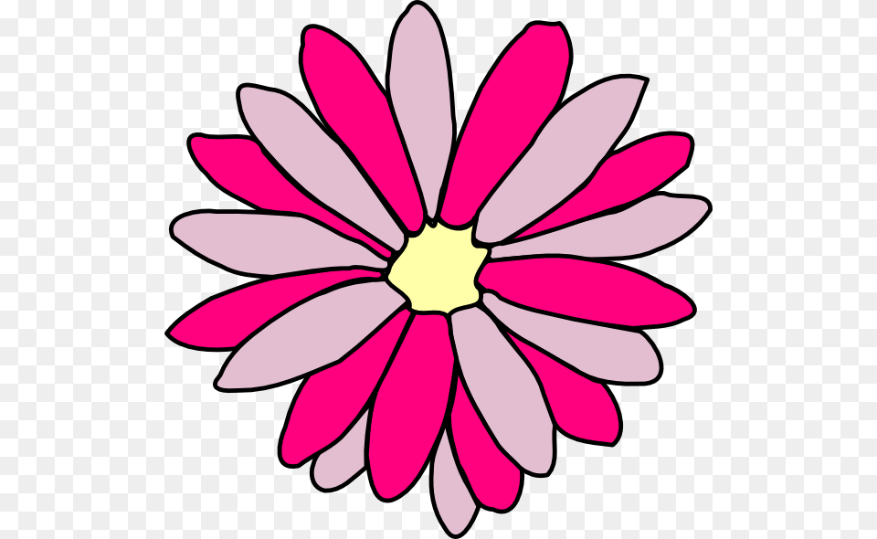 How To Set Use Pink Daisy Flower Clipart, Dahlia, Petal, Plant, Animal Png Image