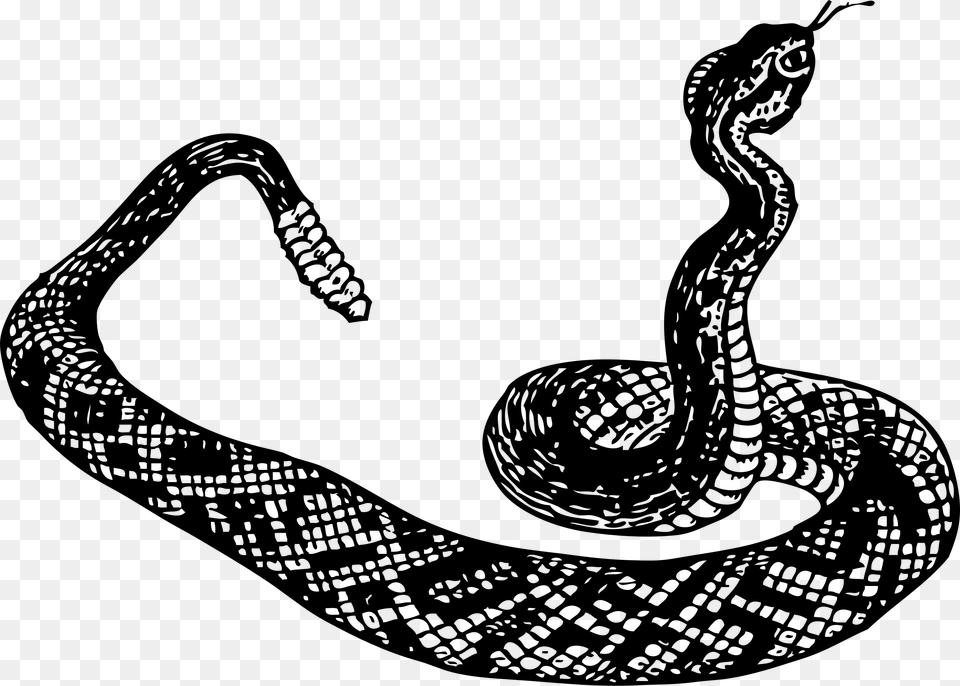 How To Set Use Rattle Snake Clipart, Gray Png Image