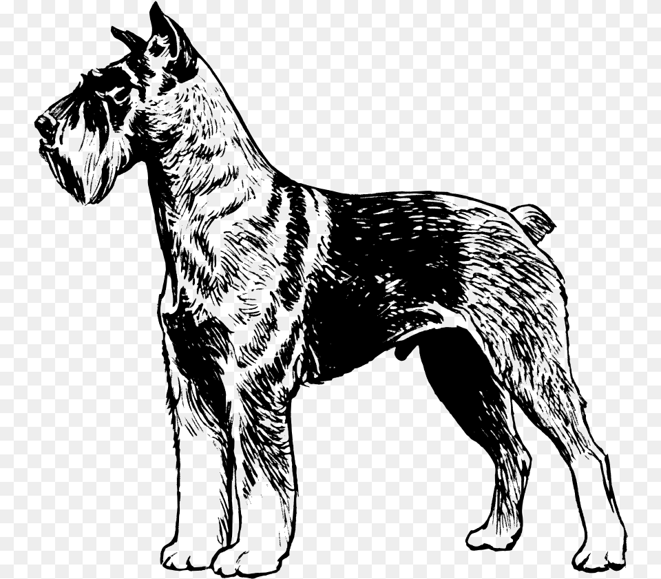 How To Set Use Schnauzer Clipart Great Dane Dog Vector Draw, Gray Free Png