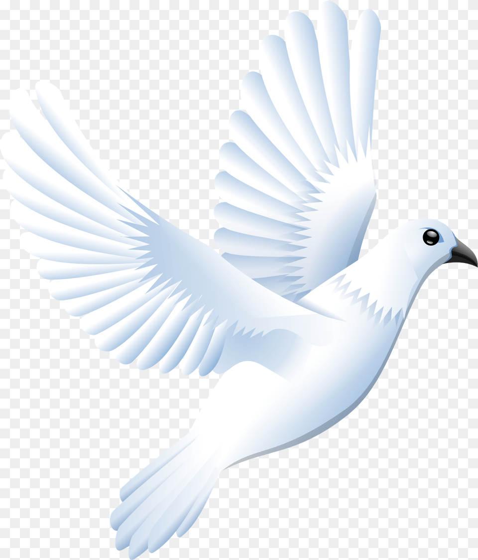 How To Set Use White Dove Clipart, Animal, Bird, Pigeon, Person Free Transparent Png