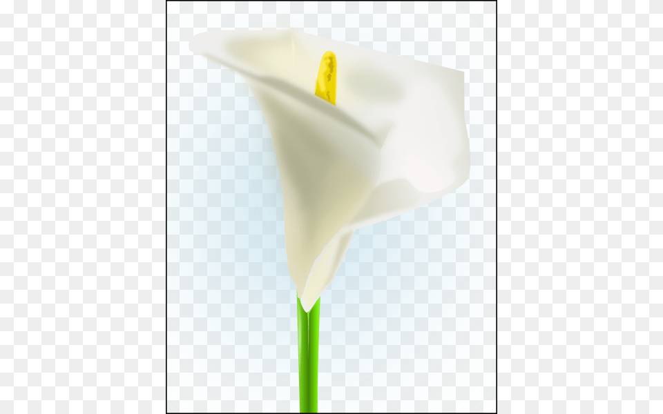 How To Set Use White Lily Clipart, Flower, Plant Png Image