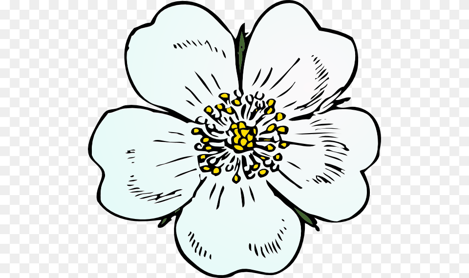 How To Set Use White Rose Clipart, Anemone, Anther, Plant, Flower Free Transparent Png