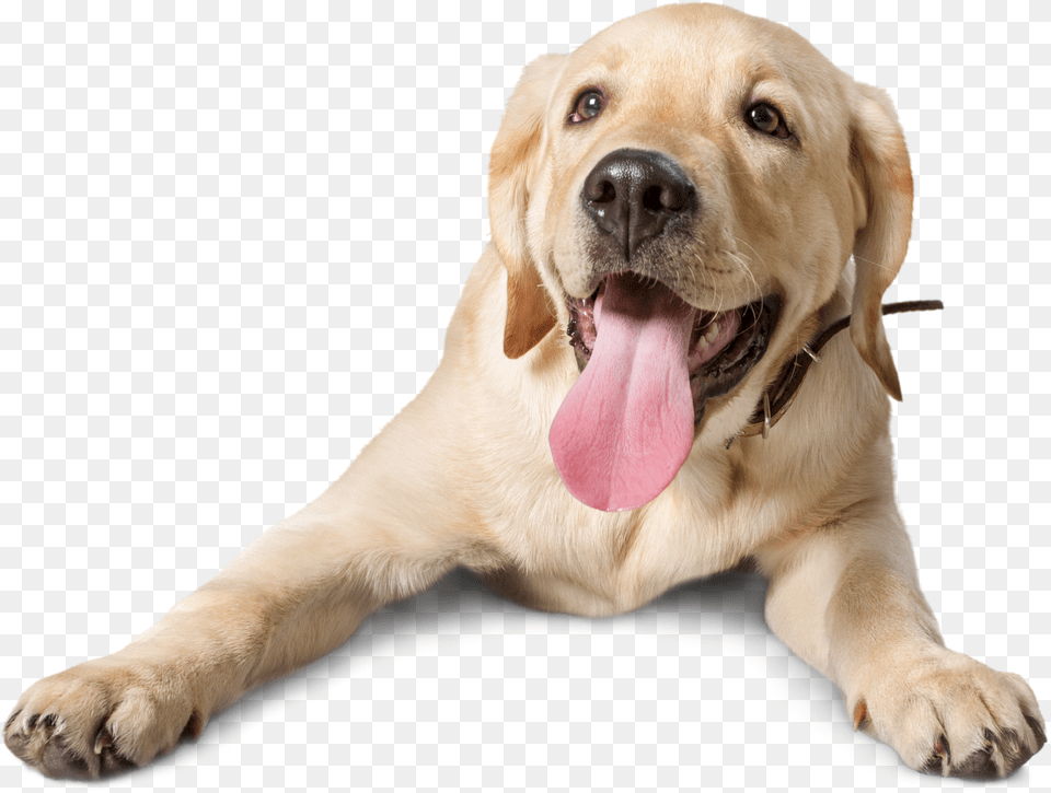 How To Stop Puppies Needle Sharp Teeth Dog, Animal, Canine, Labrador Retriever, Mammal Free Png Download
