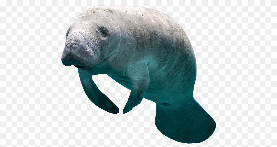 How To Swim With Manatees In Florida, Animal, Mammal, Manatee, Fish Free Png