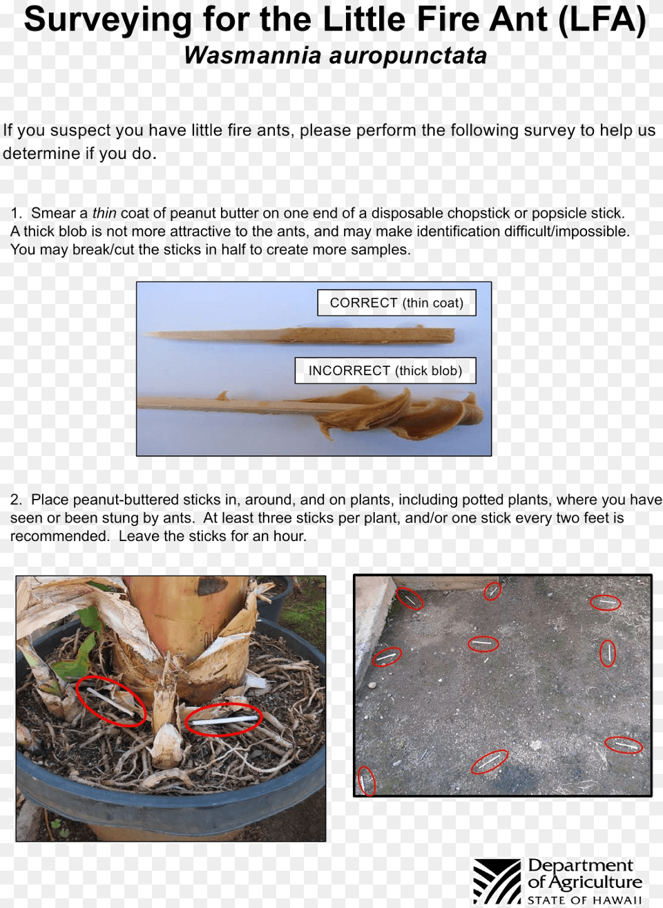 How To Test For Little Fire Ant Hawaii Department Of Agriculture, Advertisement, Plant, Poster, Leaf Free Png Download